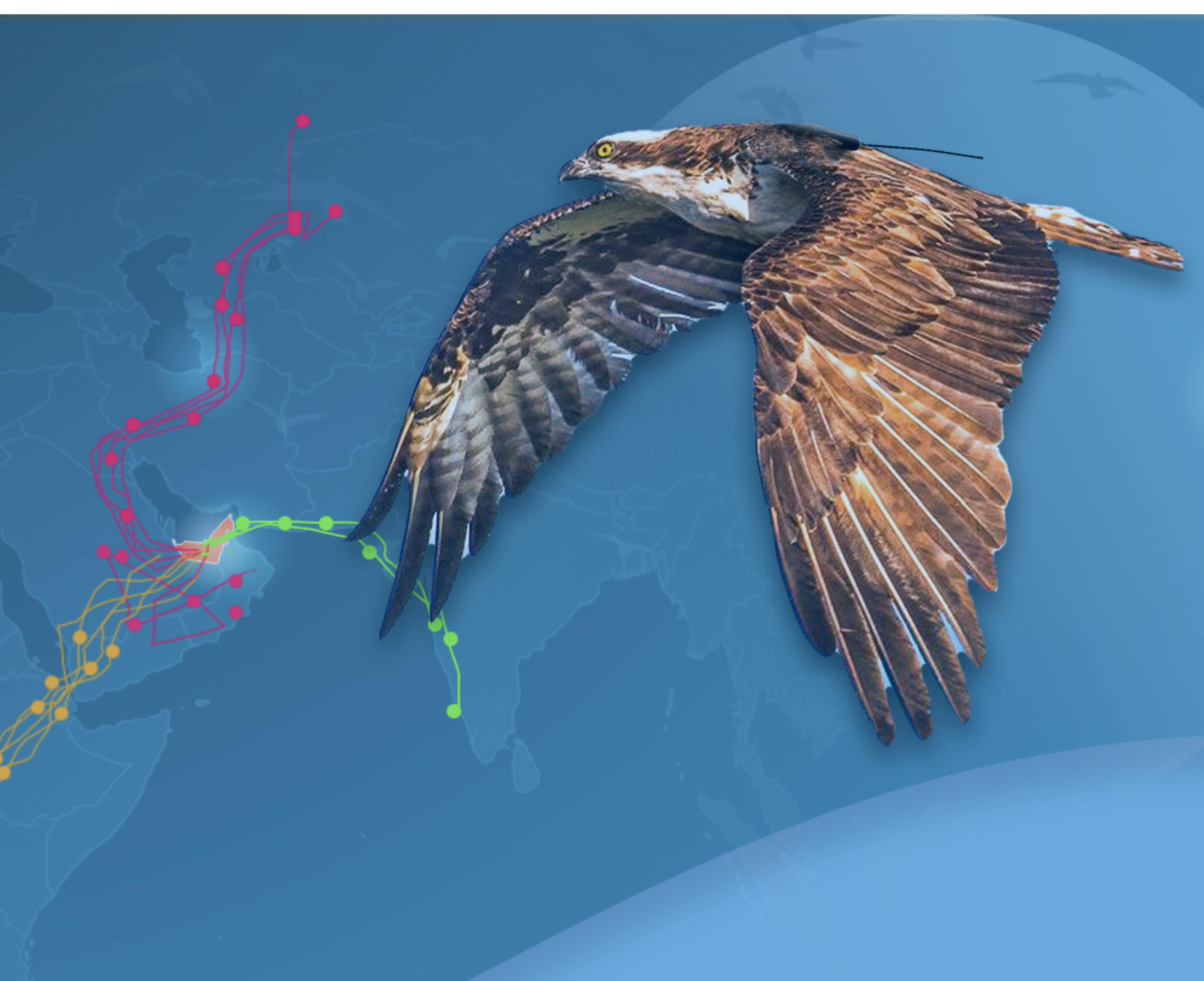 Wildlife and Biodiversity Tracking Systems: